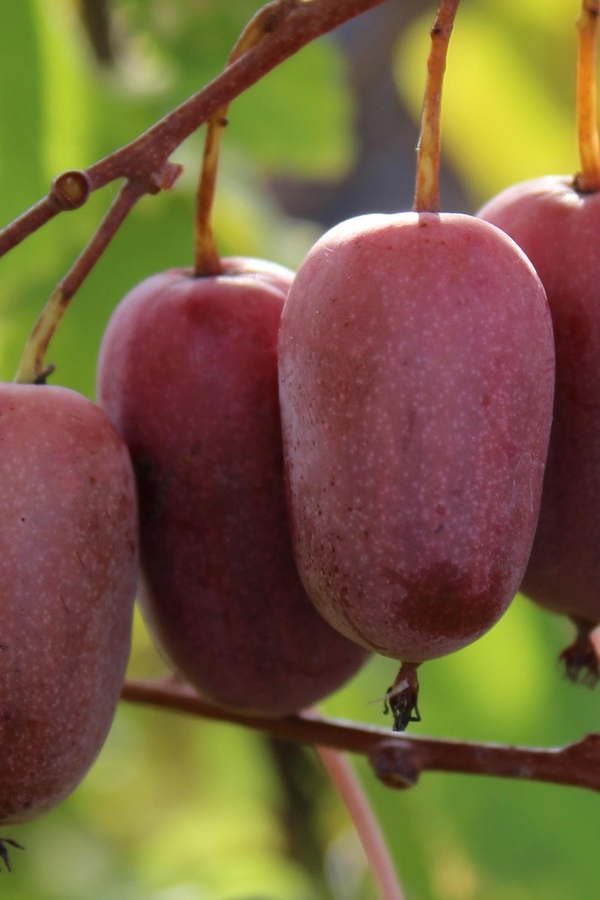 Маньяк көзімен эротикалық секс